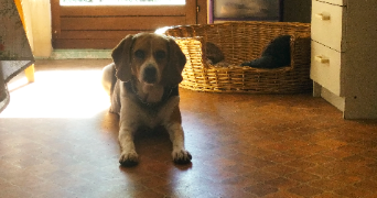 sarah pet sitter à ST ANDRE DE SANGONIS 34725_0