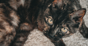 oceane pet sitter à SEVRIER 74320_3