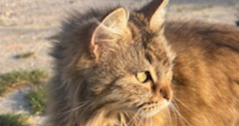 lara pet sitter à VILLENEUVE EN RETZ 44580_2