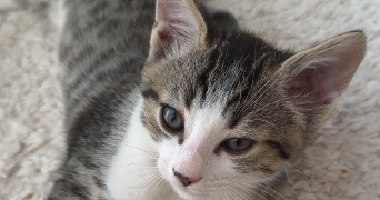 sandra pet sitter à ACHERES 78260_3