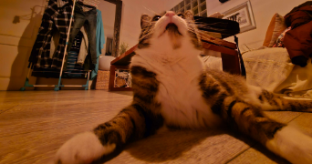 lilou pet sitter à MULHOUSE 68100_4