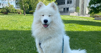 anais pet sitter à NANTERRE 92000_1
