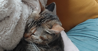 mélanie pet sitter à LOUVIERS 27400_9