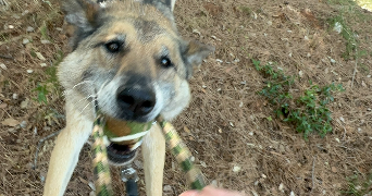 odelia pet sitter à TOULON 83200_6