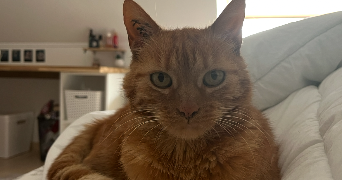 anais pet sitter à Clohars Carnoët 29360_2