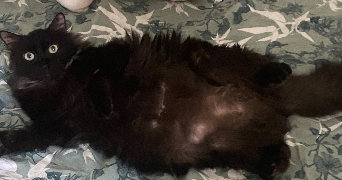 matheo pet sitter à Belley 01300_4