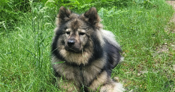 ivan dog sitter à DRAVEIL 91210_1