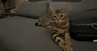 alicia pet sitter à ST MARTIN D HERES 38400_7
