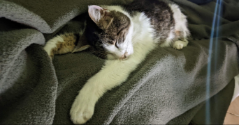 léa pet sitter à SCHILTIGHEIM 67300_11
