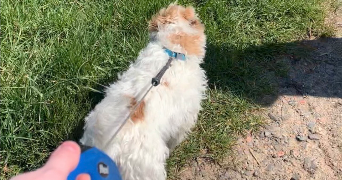 zoé pet sitter à MONTPELLIER 34000_4