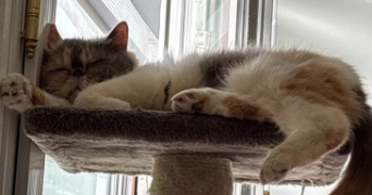ellie pet sitter à MONTFERMEIL 93370_1