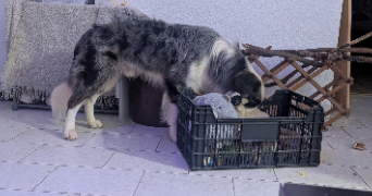 guerreiro viseu pet sitter à NIMES 30000_14