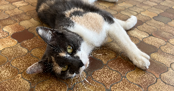nathan pet sitter à FONTENAY LE COMTE 85200_4