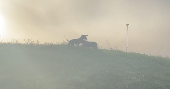 severine pet sitter à TERRASSON LAVILLEDIEU 24120_10