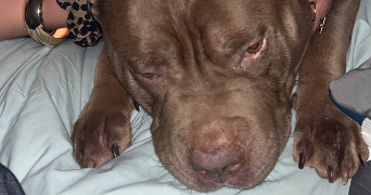 morgane pet sitter à LISTRAC MEDOC 33480_5