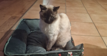 mélany pet sitter à CADILLAC 33410_4