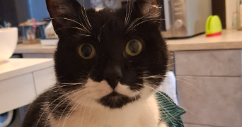 axelle pet sitter à Paris 75000_2