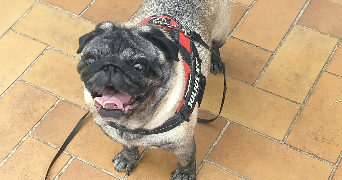 corinne pet sitter à Jaulgonne 02850_11