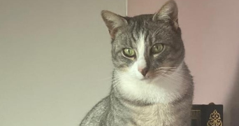 lina pet sitter à VAYRES SUR ESSONNE 91820_1