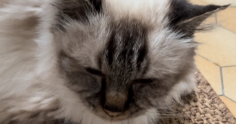 kelly cat sitter à BOULOGNE BILLANCOURT 92100_4