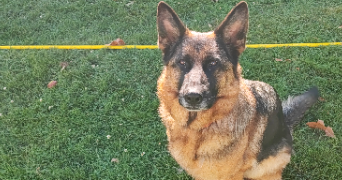 isabelle pet sitter à PERENCHIES 59840_2
