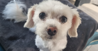 victoria pet sitter à LEVALLOIS PERRET 92300_1
