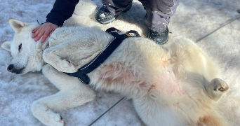 laetitia pet sitter à MONTIGNY LE BRETONNEUX 78180_4