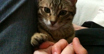 vincent pet sitter à LYON 05 69005_1