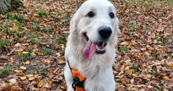 emma pet sitter à LA ROCHELLE 17000_7