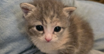 anna pet sitter à ROQUEBRUNE CAP MARTIN 06190_2
