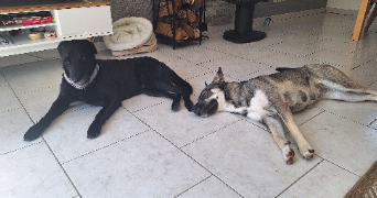 charlene pet sitter à MESNILS SUR ITON 27240_7