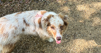 anais pet sitter à ERGUE GABERIC 29500_4