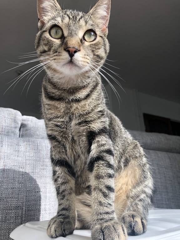 marie  pet sitter à Linselles 59126_3
