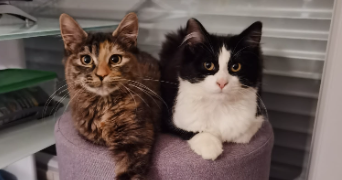 océane pet sitter à BRON 69500_2