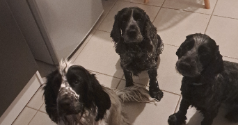 amandine pet sitter à JONQUIERES 84150_6
