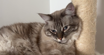 mathilde pet sitter à LYON 09 69009_1