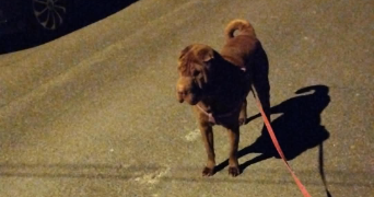 cannelle pet sitter à CELLETTES 41120_3