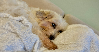 manon pet sitter à ST DIZIER 52100_3