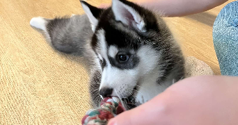 sabrina pet sitter à Morsang sur Orge 91390_6