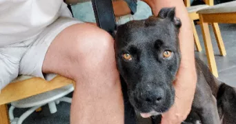 precillia pet sitter à SERVIAN 34290
