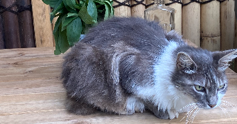 rosella pet sitter à LE PRADET 83220_6