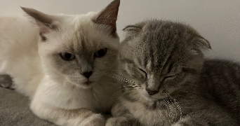 raisa pet sitter à SEVRAN 93270_6