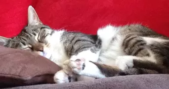elody pet sitter à ST GERMAIN EN LAYE 78100