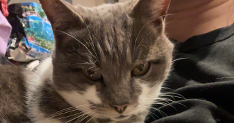 maëlyne pet sitter à ST PIERRE LA PALUD 69210_0