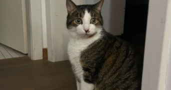 antoine  cat sitter à SARREGUEMINES 57200_1