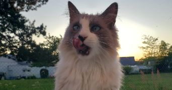 justine pet sitter à NANTES 44000_2