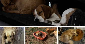 jessy pet sitter à LE MANS 72100_5