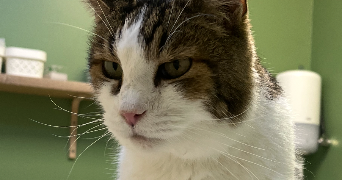 amélie pet sitter à ST ROMAIN LA VIRVEE 33240_1