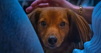 emma pet sitter à LES ANGLES 30133_3