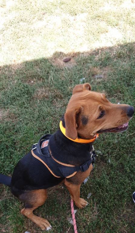 amélie pet sitter à Fleury-les-Aubrais 45400_3